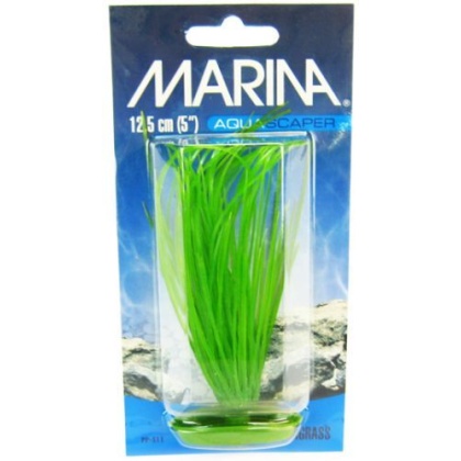 Marina Hairgrass Plant